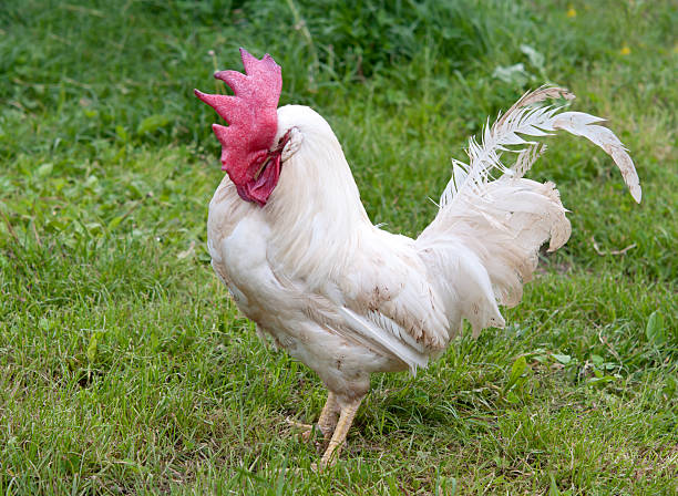 istock portrait of cock 484727418
