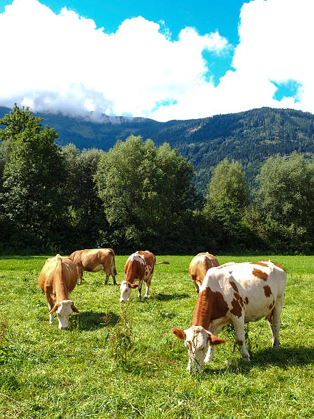 istock Rural Austria with cows near Drauradweg R1 484730608