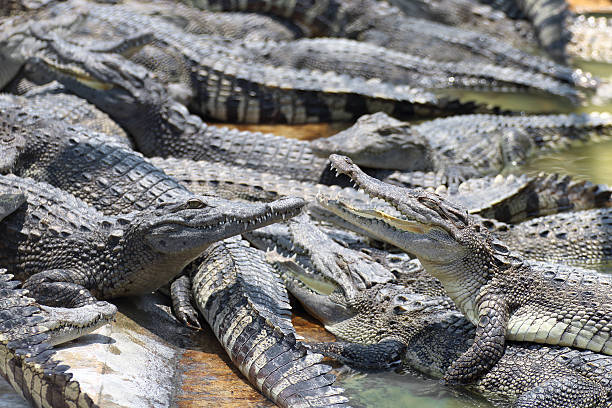 istock Closeup chapters of the crocodiles. 484730656
