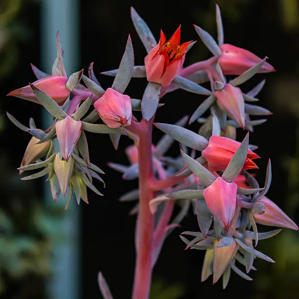 Flower buds on a raceme of a large echeveria afterglow.