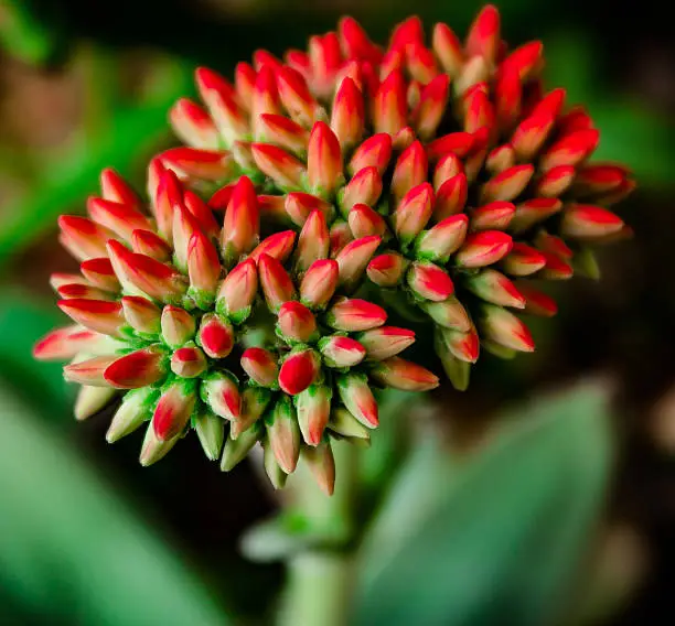 The propeller plant or crassula falcata shoots a raceme with a round ball of flower buds out in the summer. 