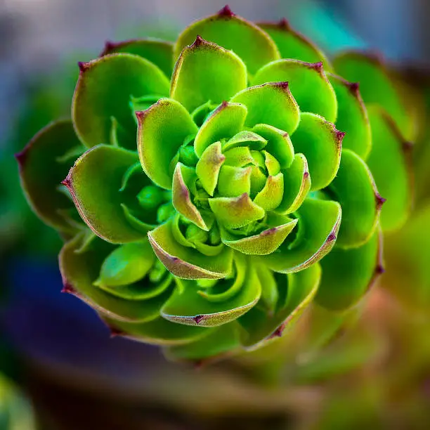 Most aeoniums shoot a foot to three foot flower stem. This is a view from the top of an aeonium cyclops flower.
