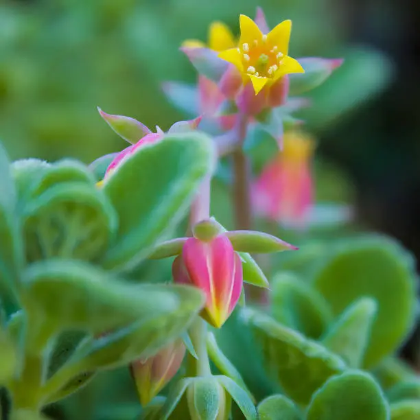 Beautiful echeveria flowers blooming over the top of our cerveza n' lime