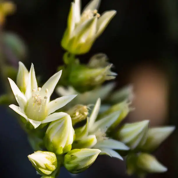Aeonium Flowers