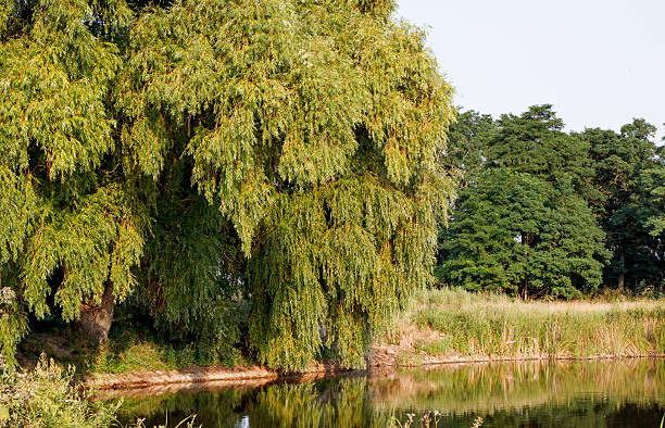 istock Landscape. The lake in the park 484731862