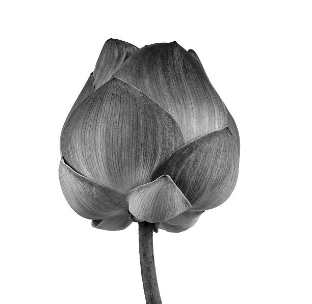 istock Lotus flower in black and white isolated on white background 484734450