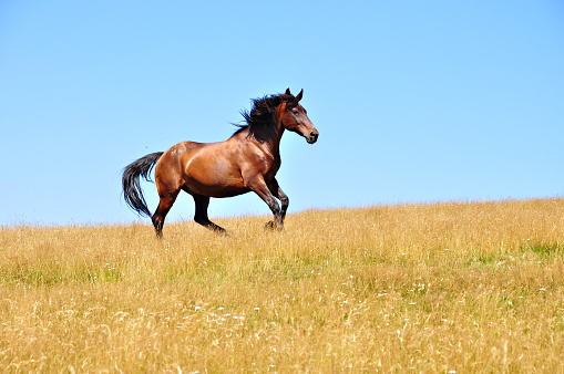 Beautiful horse gallops on a field, in a summer day.