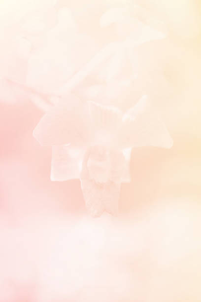 blurred sweet color orchid with soft color