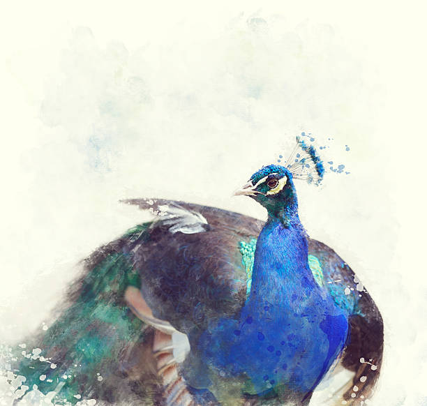 istock Indian Peafowl Watercolor 484737316