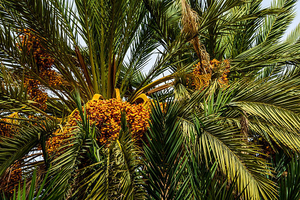 Ripe dates on a big palm tree, Morocco stock photo