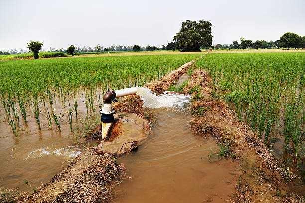 riego a través del tubo bien - rice rice paddy farm agriculture fotografías e imágenes de stock