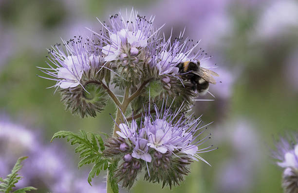 Bumblebee in a blue flower stock photo