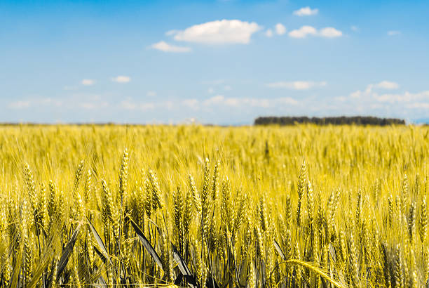 Detail of sheafs of wheat in a field with blue sky in background