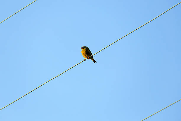 istock European Greenfinch male, minimalistic 484739242