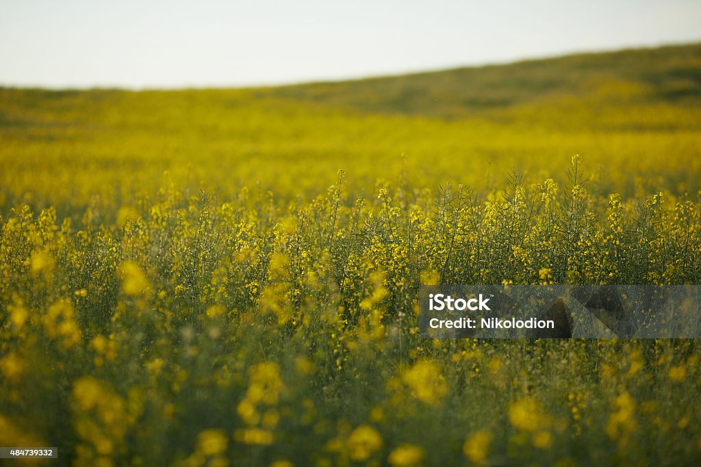 rapeseed field with yellow flowers 2015 Stock Photo