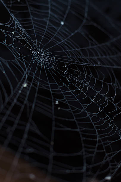 istock Spider cobweb closeup with morning dew against dark background 484739508