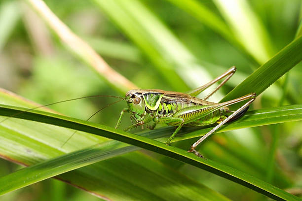 cavalletta metriopetera roeselii - cricket locust grasshopper insect foto e immagini stock