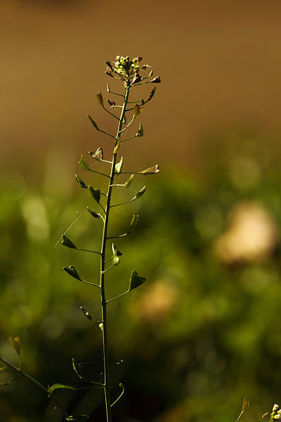 istock green flower rural valley meadow 484739663