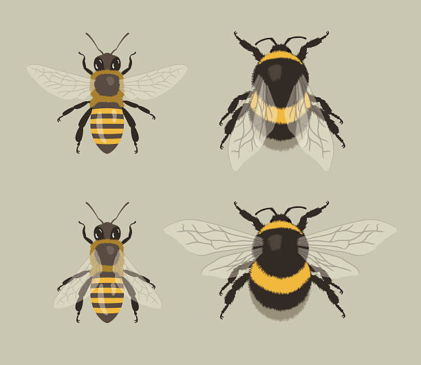 ilustrações de stock, clip art, desenhos animados e ícones de abelha e zângão - abelha de mel ilustrações