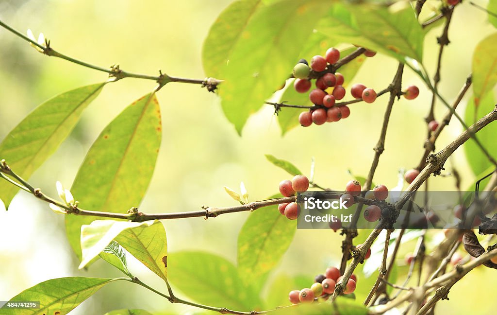 Coffee beans ripening on tree Agriculture Stock Photo