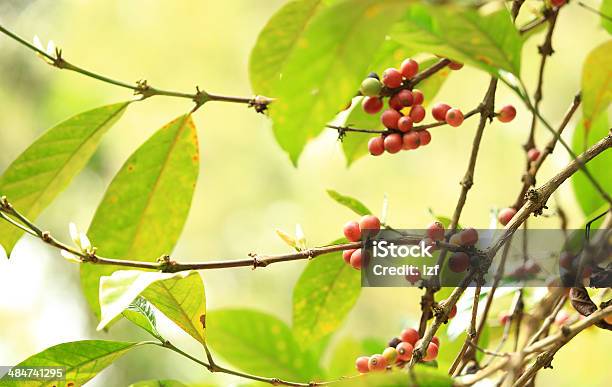 Coffee Beans Ripening On Tree Stock Photo - Download Image Now - Agriculture, Asia, Bean