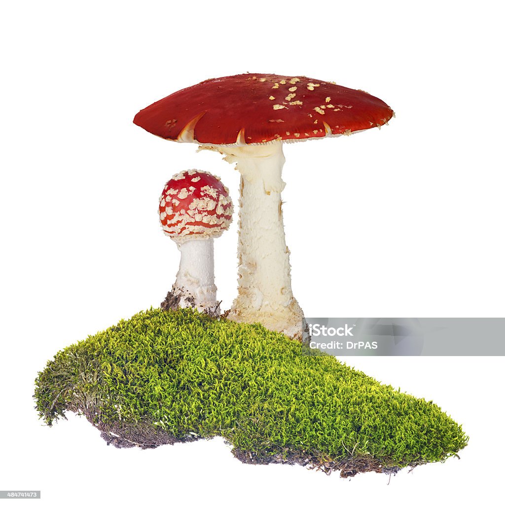 two fly agarics in green moss isolated on white two fly agarics in green moss isolated on white background Mushroom Stock Photo