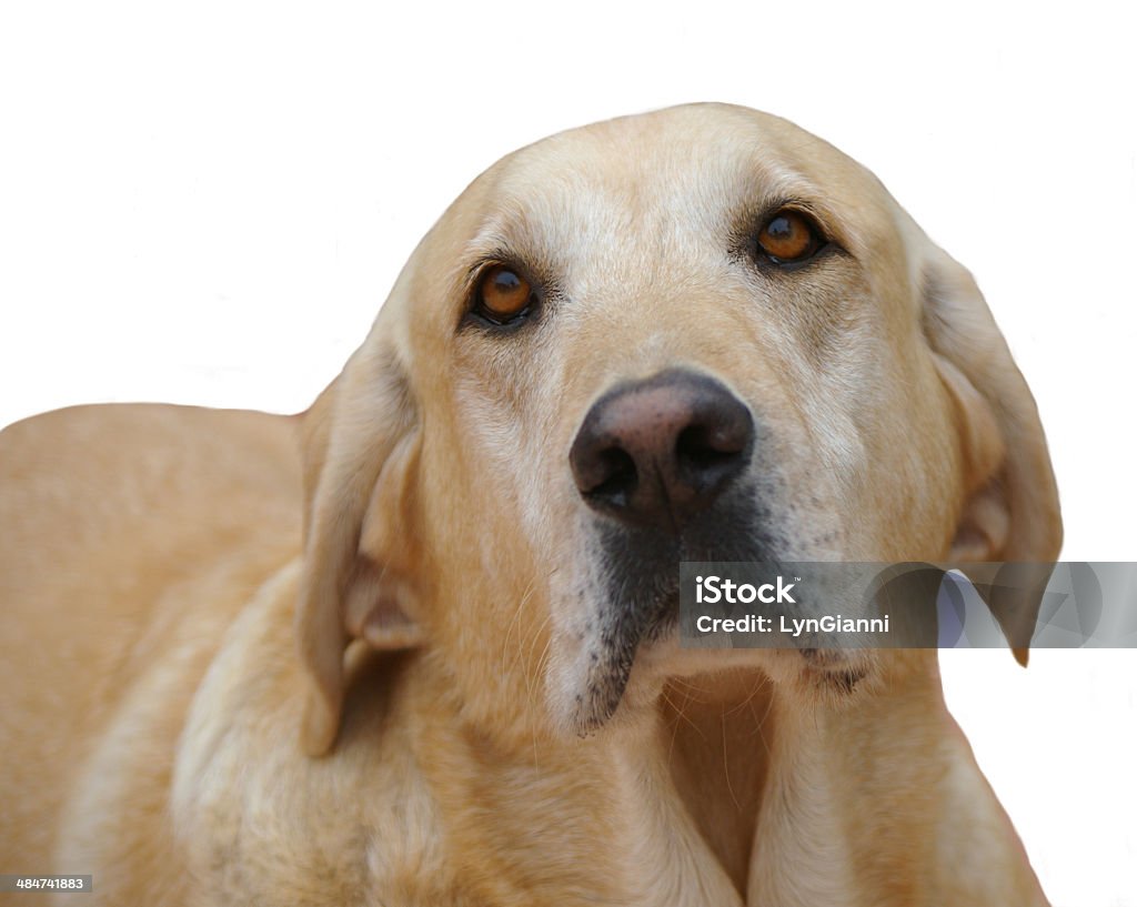 Yellow Labrador closeup Pleading look from an old yellow Lab. Animal Hair Stock Photo