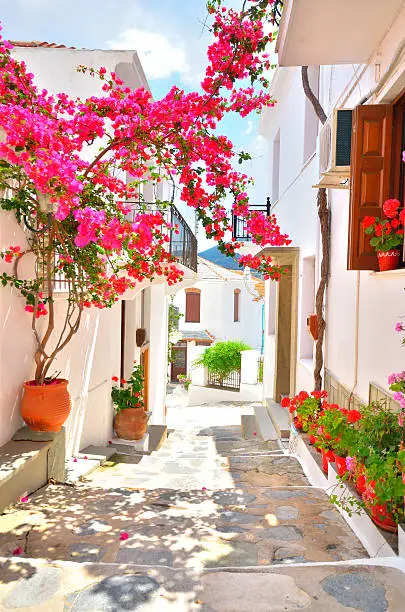 Beautiful narrow street with bougainvillea in full blossom, Skopelos island, Sporades archipelago, Greece