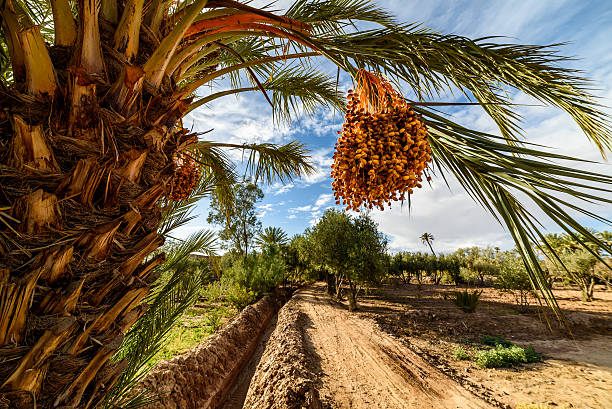 Ripe dates on a palm tree in Palmeraie, Skoura, Morocco stock photo