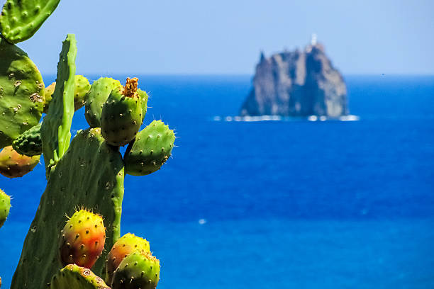Prickly pears with fruits in the island of Stromboli stock photo