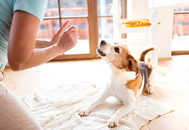 istock Senior woman with her dog 484742588