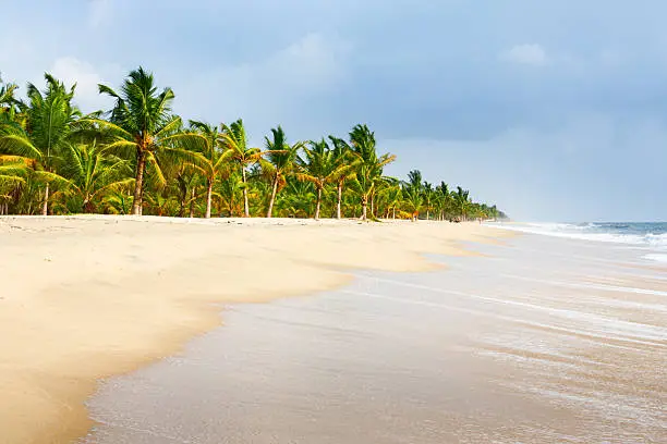 Photo of a beautiful sandy beach with palm trees at Fort Kochi, Kerala State, India