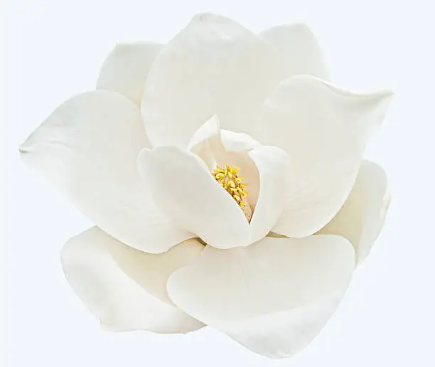 Fresh bloom of a white magnolia with yellow center on white background.