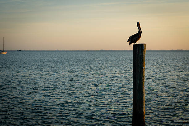 istock Pelican Resting on Post at Sunrise, With Copy Space 484743239