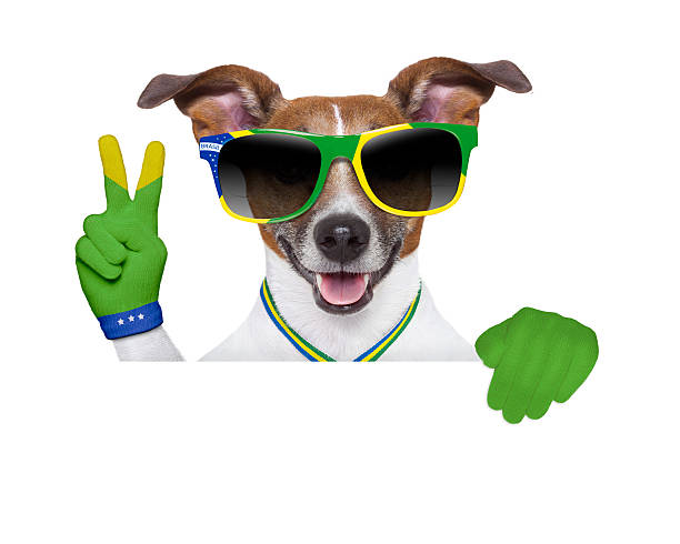 brazil soccer dog  with ball  and medal