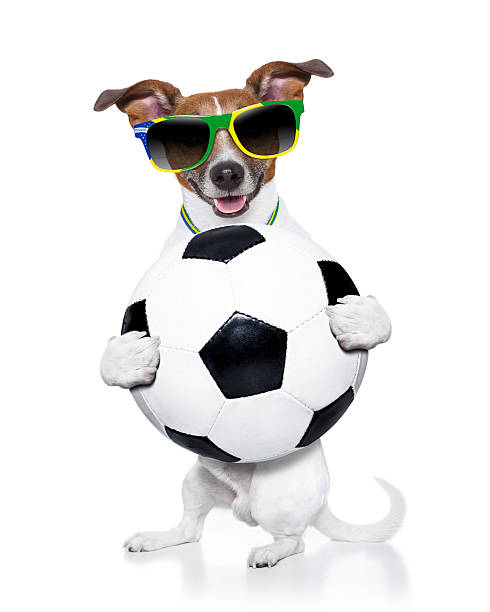 istock brazil  soccer  dog 484743613