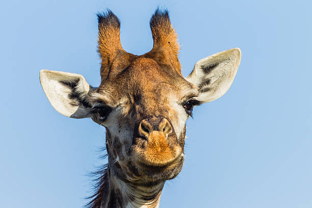istock Giraffe Wildlife Nature 484743615