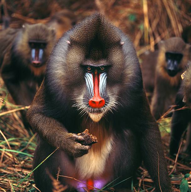mandrill mandrill, ape, monkey, baboon, jungle, africa, gabon, herd, look, portrait mandrill photos stock pictures, royalty-free photos & images