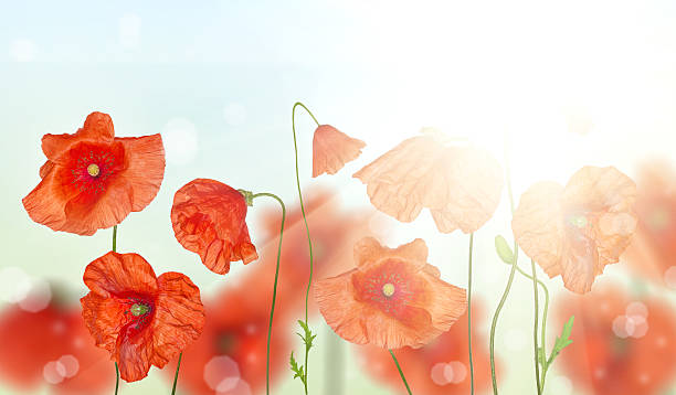 istock groop of red poppy flowers under sunlight 484743693