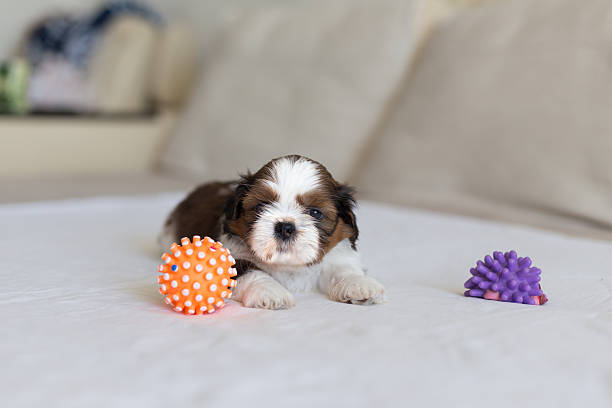 Furry Shihtzu Pup With Two Toys Stock Photo - Download Image Now - 2015,  Animal, Animal Body Part - iStock