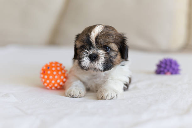 istock Little white colored shih-tzu stare 484743712