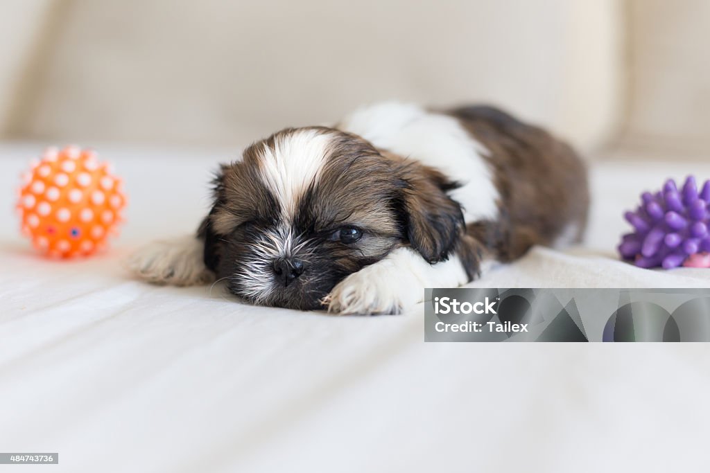 Furry Shihtzu Pup Sleeping With Two Toys Stock Photo - Download Image Now -  2015, Animal, Animal Body Part - iStock