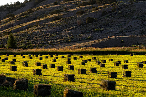istock Freshly Harvested Hay in Bales 484743886