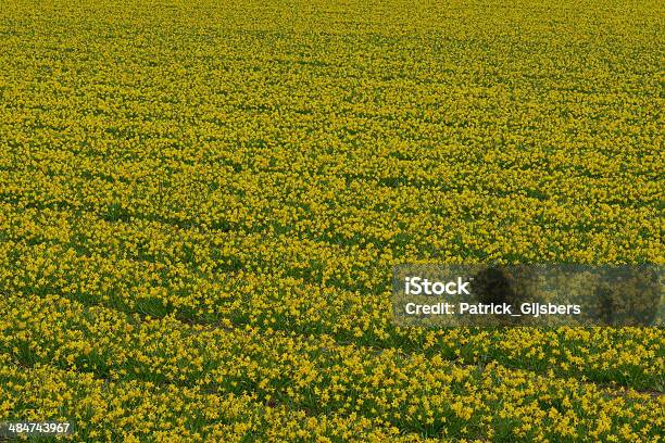 Lederarmband Lilly Felder In Holland Stockfoto und mehr Bilder von Blume - Blume, Blumenbeet, Einzelne Blume