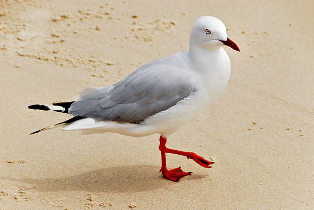 чайка - australian seagull стоковые фото и изображения