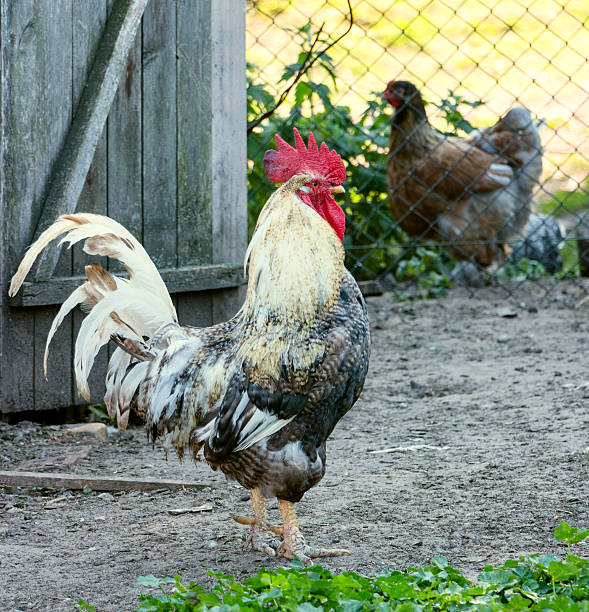 istock Rooster from a poultry farm 484744350