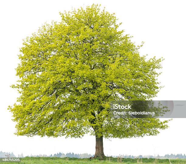 Norway Maple Tree On Meadow Isolated Onwhite Stock Photo - Download Image Now