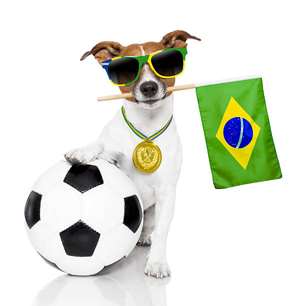 ブラジルサッカー犬 ストックフォト