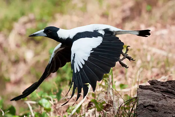 Australian Magpie Taking off from a log.