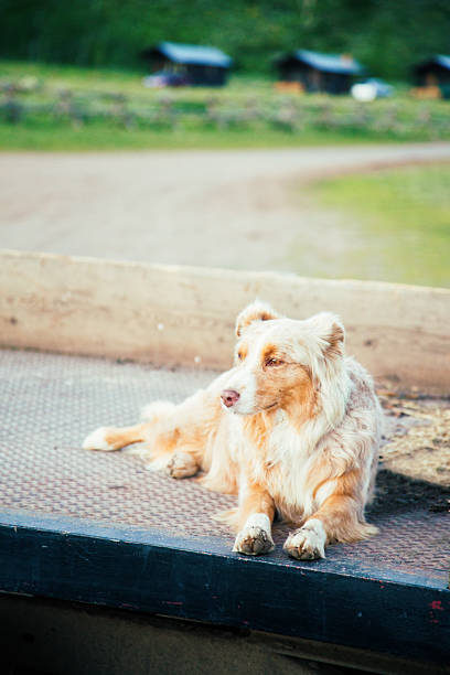 istock Tired dog waits for master at  end of day 484746365